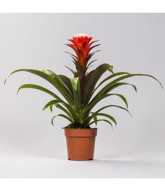 ME Guzmania Hope | Per 6 stuks