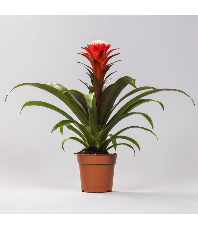 Guzmania Hope | Per 6 stuks