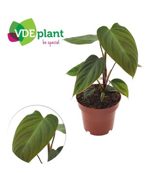 ME Philodendron Nangaritens 12cm | Per 6 stuks