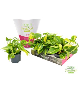 ME Philodendron scandens 'Brasil' LESS PLASTIC | Per 6 stuks