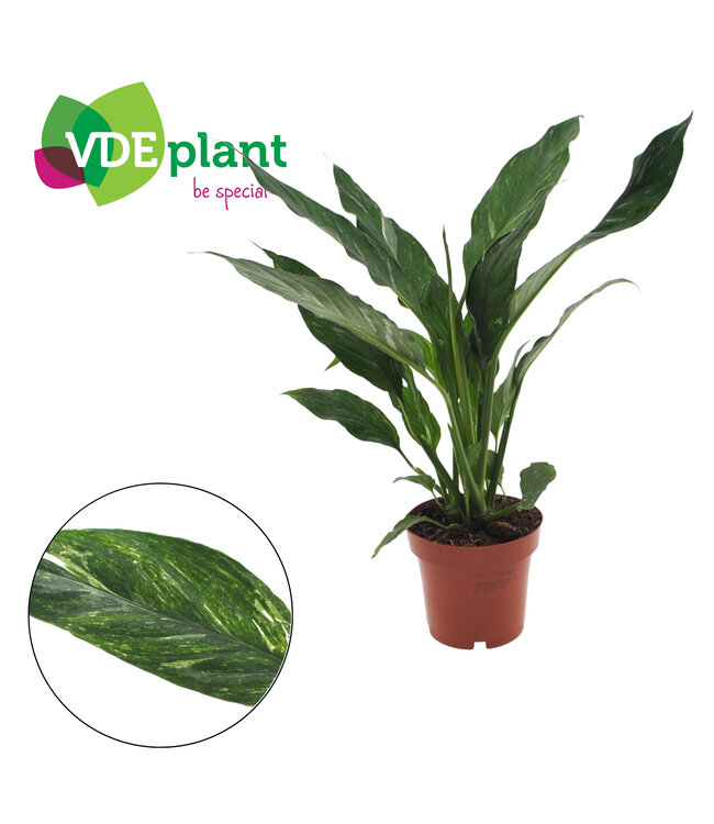 Spathiphyllum Diamond 12cm | Per 8 stuks