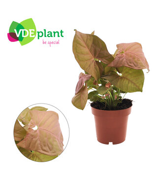 ME Syngonium Neon | Per 6 stuks