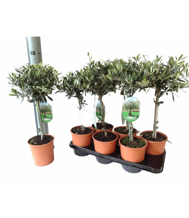 Olea europaea on stem | Per 6 stuks