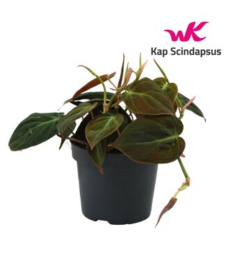 ME Philodendron Micans | Pro 10 Stück