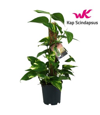 ME Scindapsus (Epipremnum) Moosstock 50 cm | Pro 6 Stück