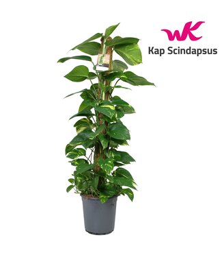 ME Scindapsus (Epipremnum) mosstok 120 cm | Per 5 stuks