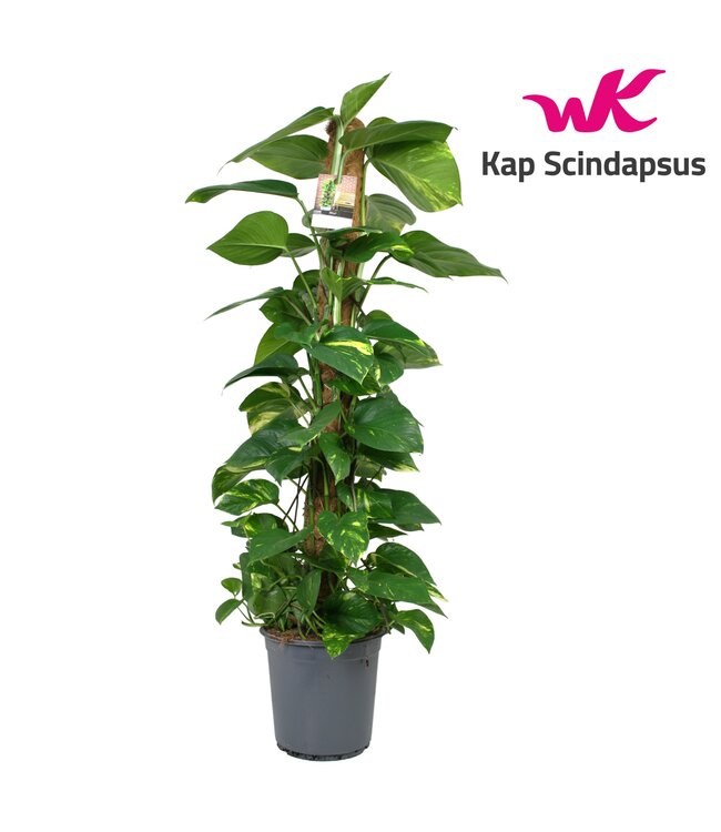 Scindapsus (Epipremnum) mosstok 120 cm | Per 5 stuks