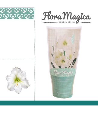 ME Hippeastrum Arctic White 2 knop FM Hoes | Per 10 stuks