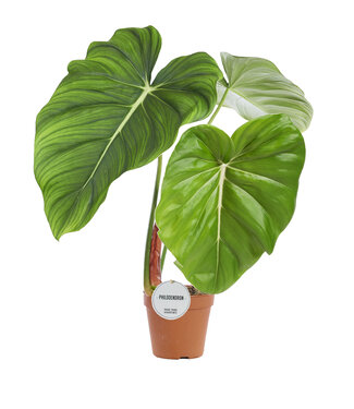 ME Philodendron Pastazanum | Per 4 stuks