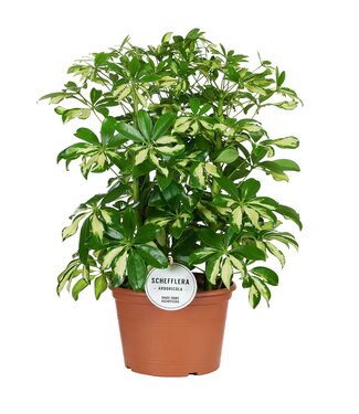 ME Schefflera Gerda Toef | Per 3 stuks