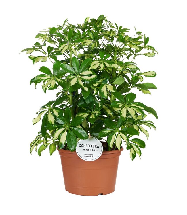 Schefflera Gerda Toef | Per 3 stuks