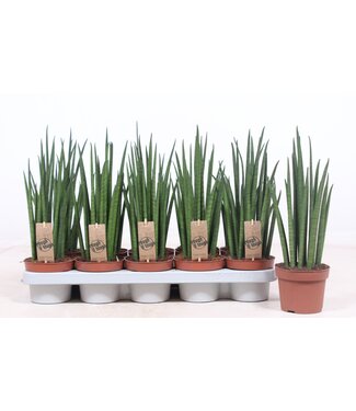 ME Sansevieria Mikado | Per 10 pieces