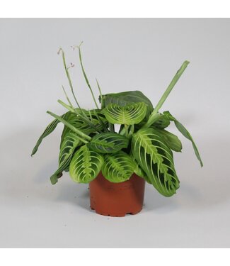 ME Maranta leuconeura Fascinator Lemon Lime | Per 8 stuks