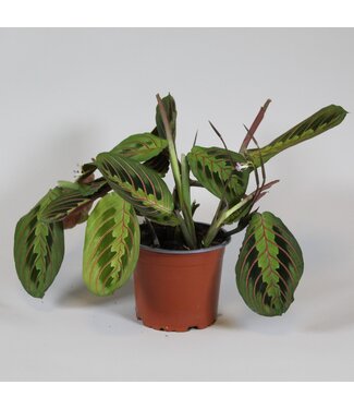 ME Maranta leuconeura 'Fascinator' tricolor | Per 8 stuks