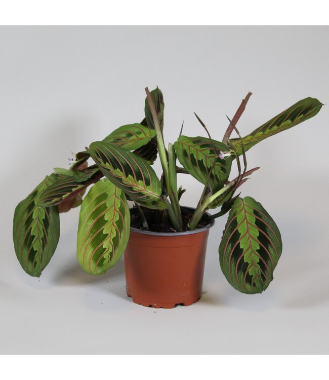 Maranta leuconeura 'Fascinator' tricolor | Per 8 stuks