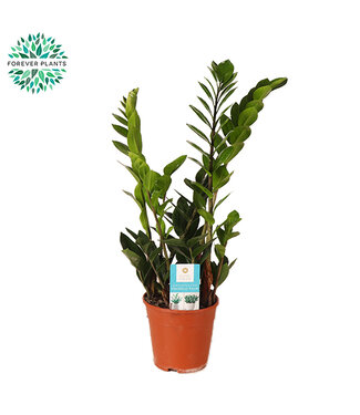 ME Zamioculcas | Potmaat 14 | Per 7 stuks