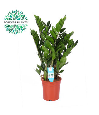 ME Zamioculcas p21 | je