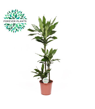 ME Dracaena Janet Lind p24, 75+30+10 | Per stuk