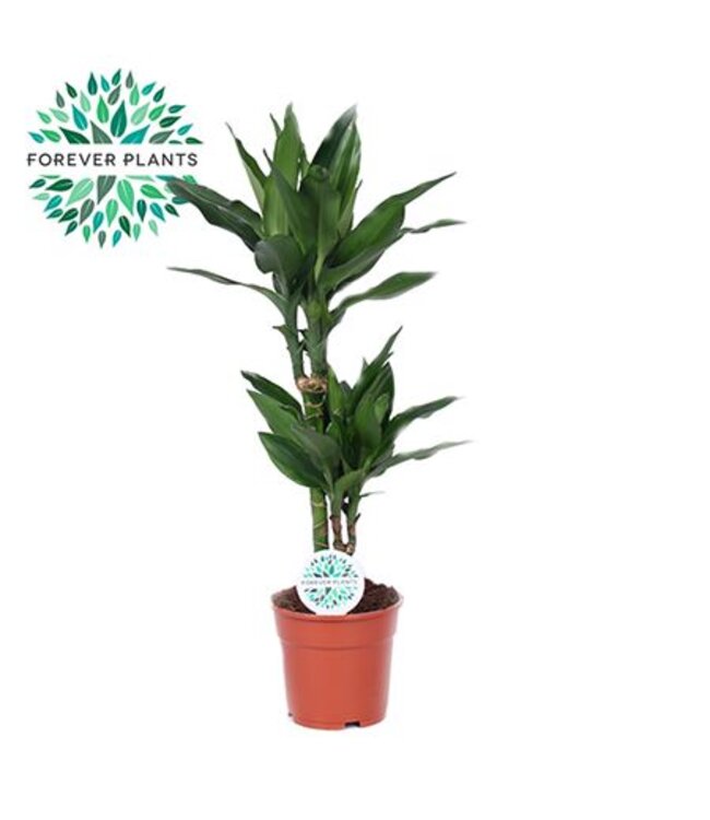 Dracaena Janet Lind | Topfgröße 17, 30+10 | Pro 6 Stück