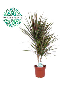 ME Dracaena Bicolor | Potmaat 17, 30+10 | Per 6 stuks