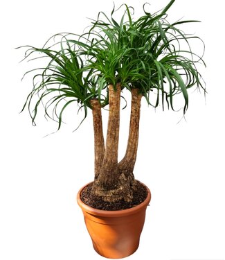 ME Beaucarnea 35 cm vertakt K | Per stuk