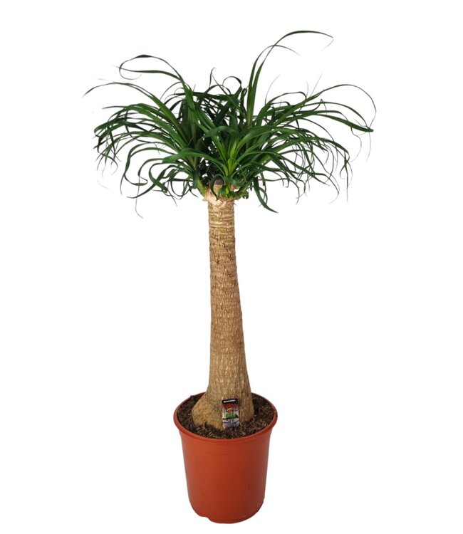 Beaucarnea 24 cm | Pro Stück