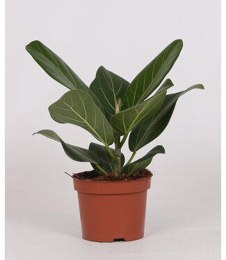 ME Ficus Bengalensis | Per 10 stuks