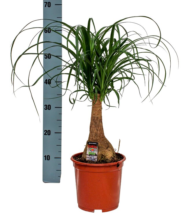 Beaucarnea 19 cm | Pro Stück