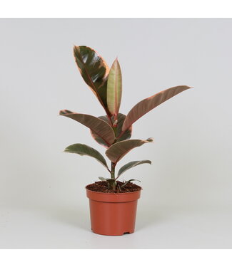 ME Ficus elastica 'Belize' | Per 10 stuks