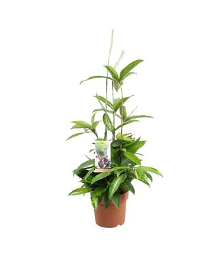 ME Dracaena Surculosa ( x 6 )