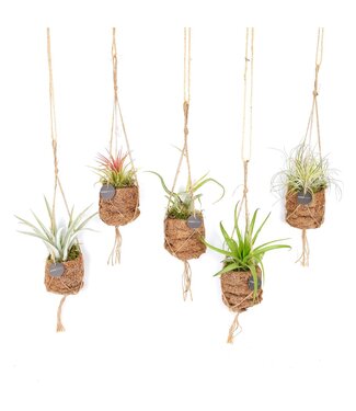 ME Kokodama Vogelnest 7 cm Tillandsia mix | Pro 8 Stück