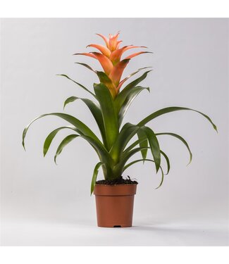 ME Guzmania Melissa | Per 6 pieces