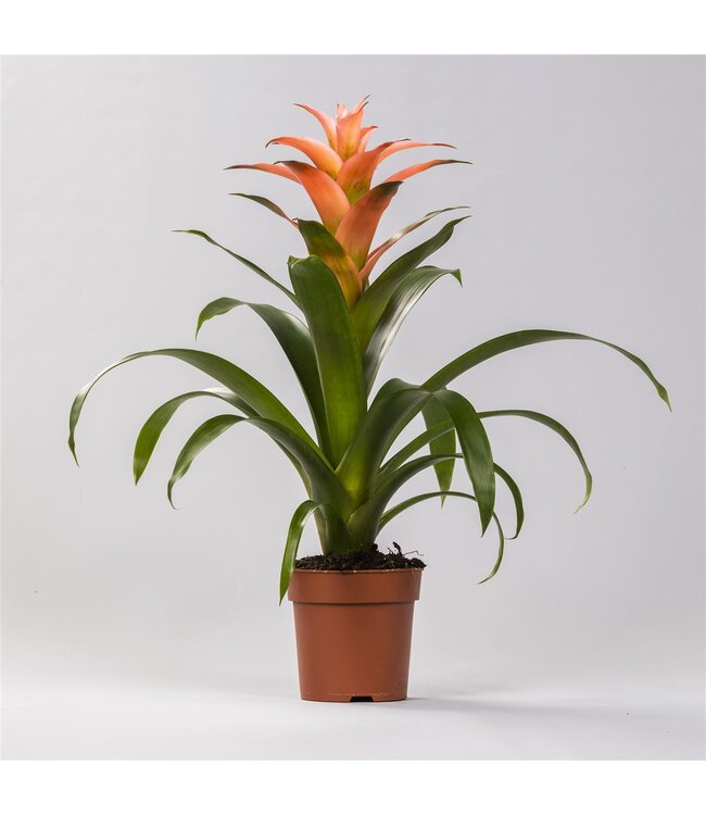 Guzmania Melissa | Per 6 pieces