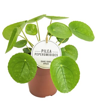 ME Pilea Peperomioides | Pro 6 Stück