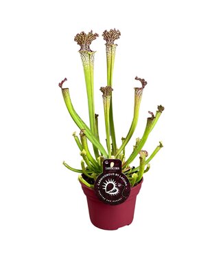 ME Sarracenia Farnhamii 12 cm | Per 6 pieces