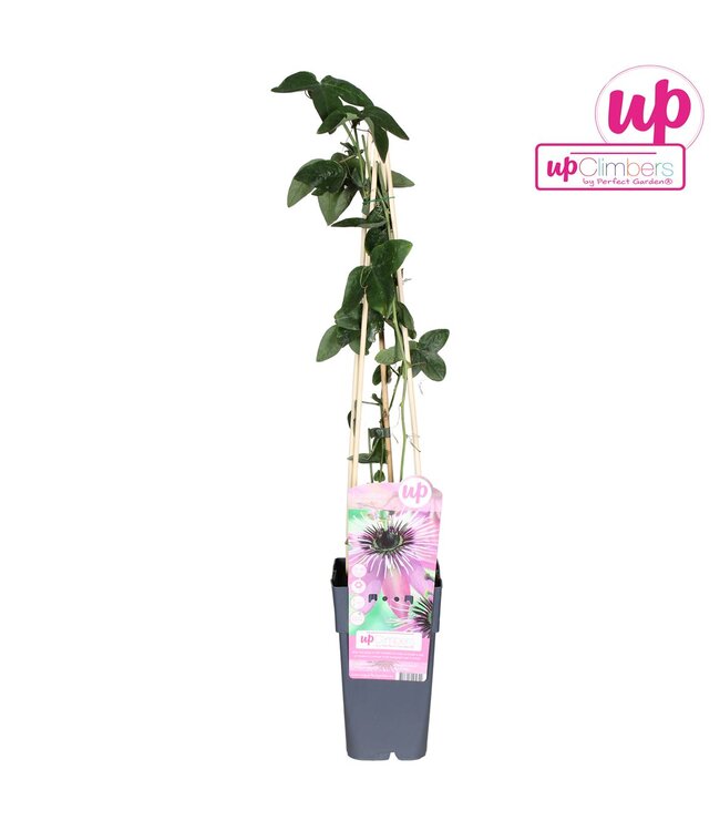 Passiflora paars Haze | Potmaat 15 | Per 10 stuks