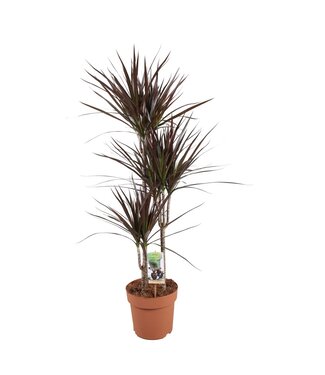 ME Dracaena Magenta 60-30-15 | Per piece