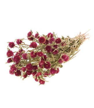 LDD Gomphrena natural fuchsia ( x 25 )