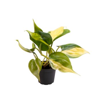 ME Philodendron Scandens Brasil | Per 12 stuks