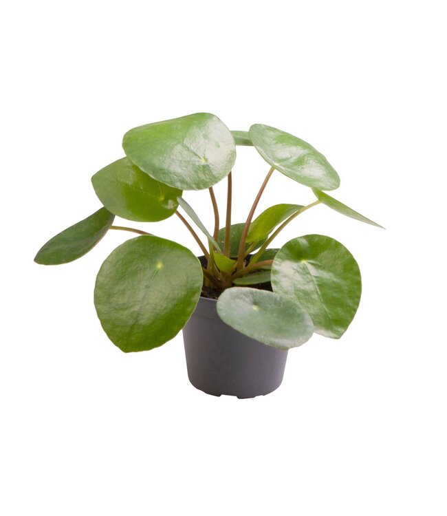 Pilea Peperomioides | Per 12 stuks