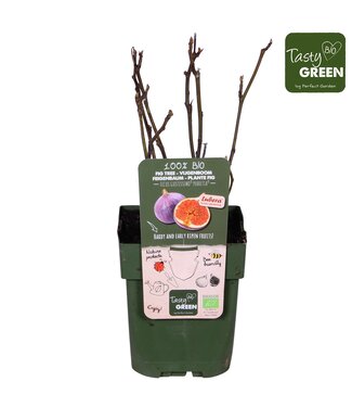 ME Ficus Gustissimo® Perretta® Bio | Pot size 13 | Per 6 pieces