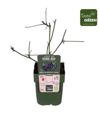 ME Rubus fruticosus 'Thornless Evergreen' Bio | Pot size 13 | Per 6 pieces