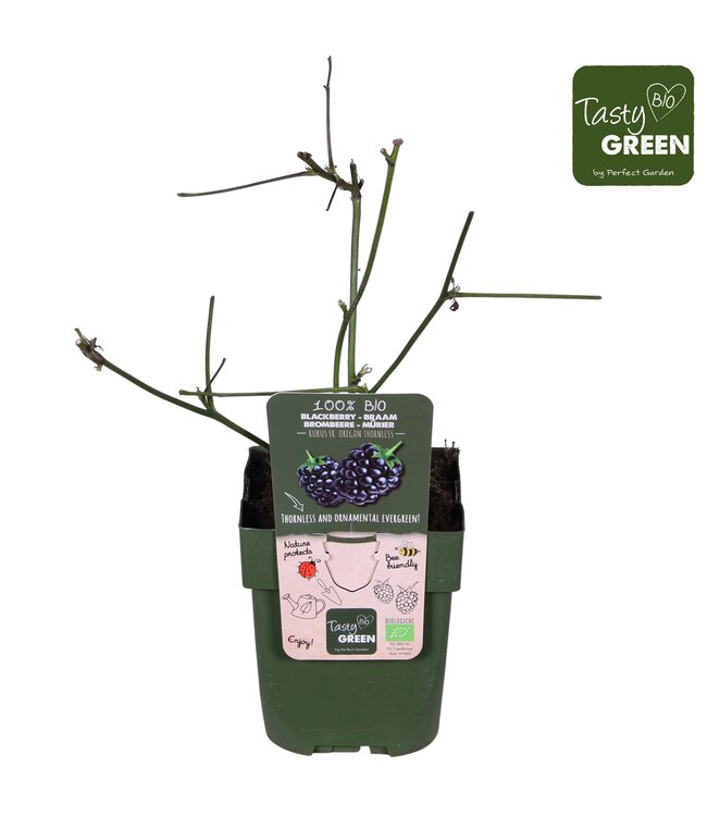 Rubus fruticosus 'Thornless Evergreen' Bio | Topfgröße 13 | Pro 6 Stück