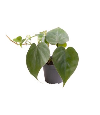 ME Philodendron Scandens | Per 20 pieces