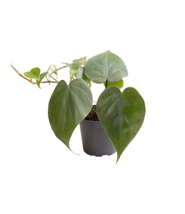 Philodendron Scandens | Per 20 pieces