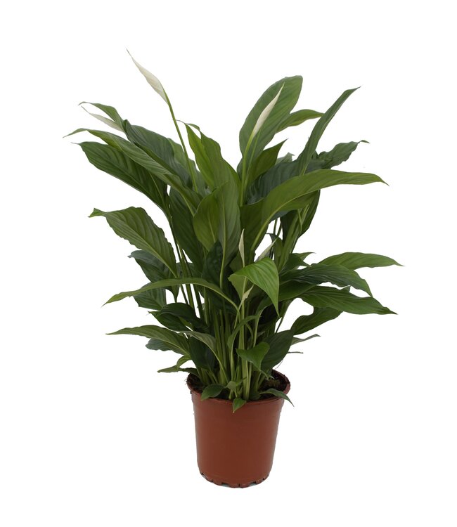 Spathiphyllum Torelli | Topfgröße 17 | Pro Stück