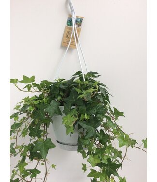 ME Hedera helix green - hanging pot white / basic | Each