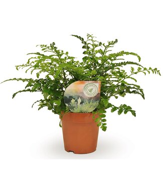 ME Asplenium Parvati | Per 10 pieces