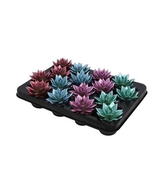 ME Echeveria coloured metallic mix | Per 16 pieces