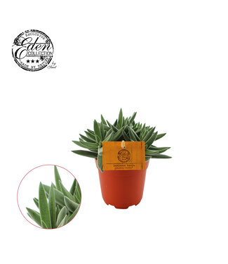 ME Crassula Tenelli 10,5cm | Per 6 stuks